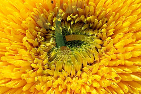 How to Grow Beautiful and Healthy Sunflowers