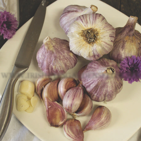 Organic Garlic (Soft-neck) Garden Variety Pack