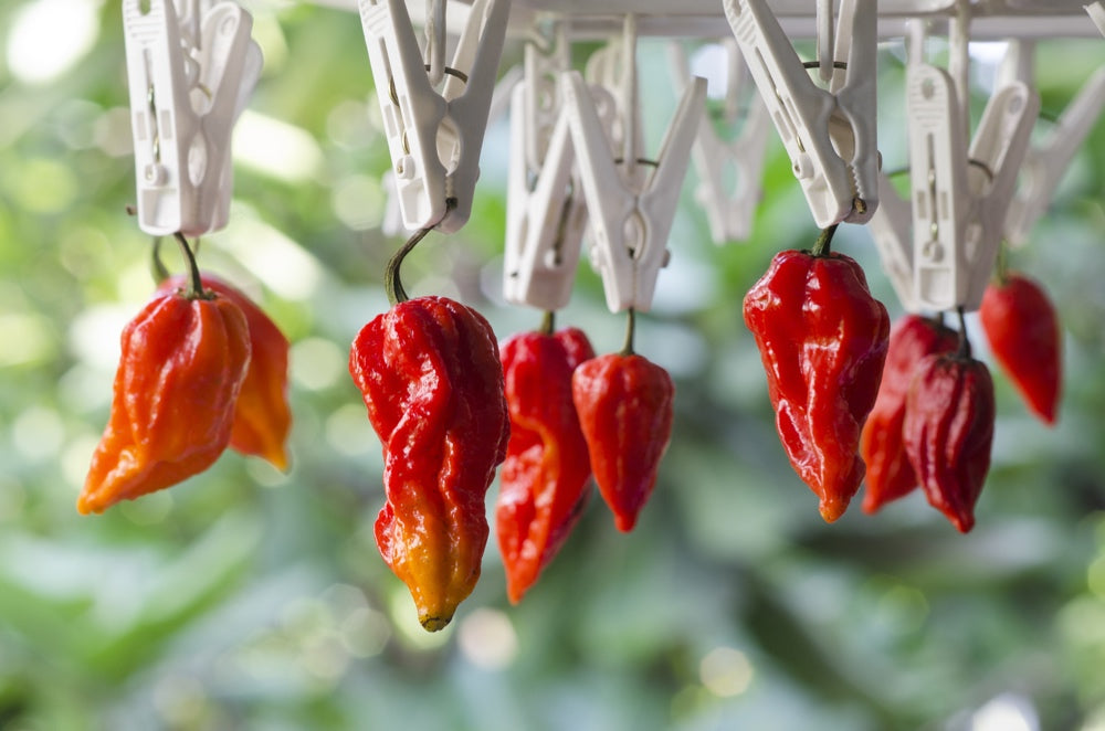 All-in-One Hottest Peppers š„µš„š¶ļø Variety Pack