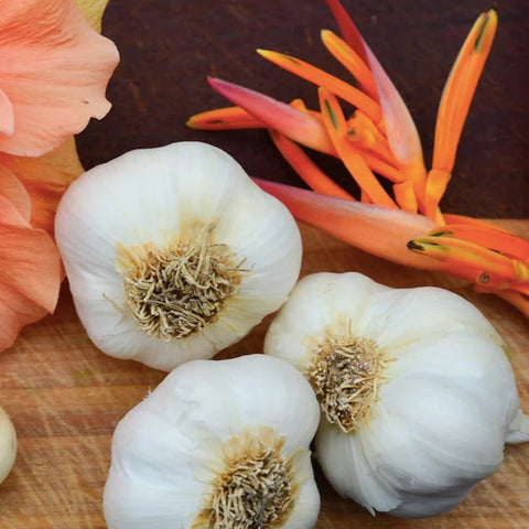 Organic Garlic (Soft-neck) Garden Variety Pack