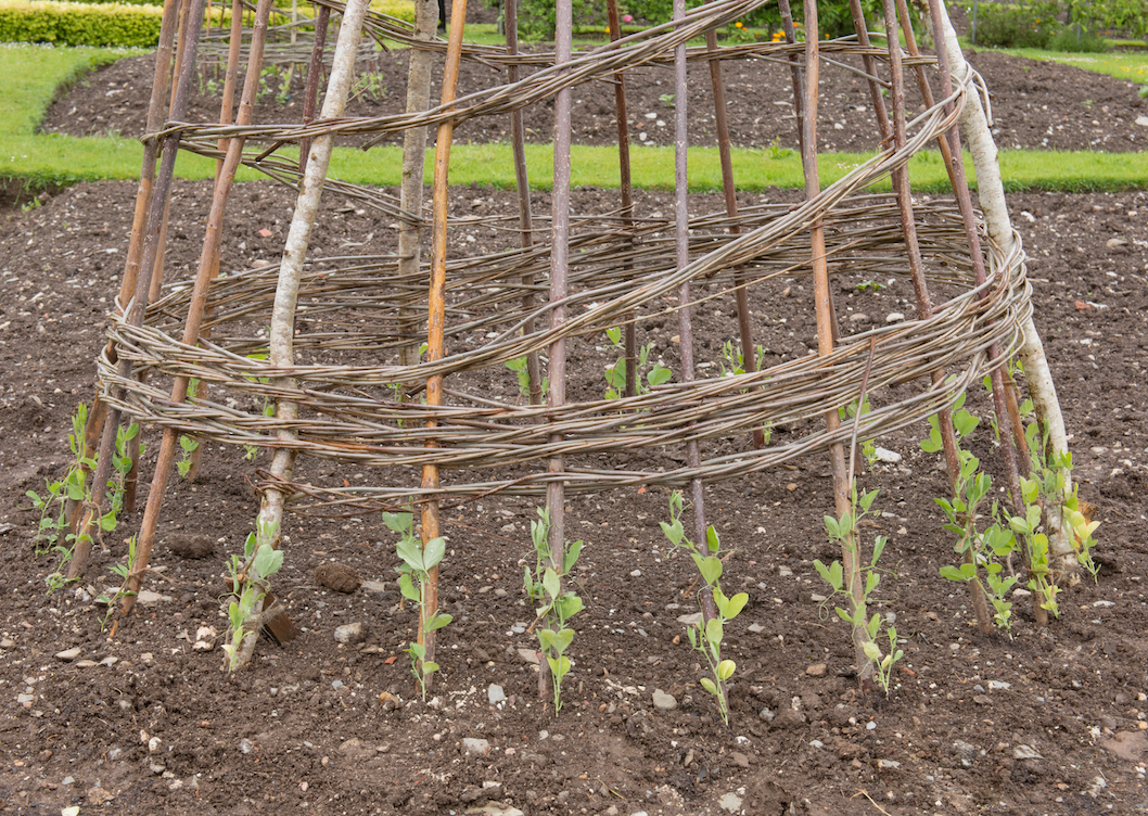 All-in-One Vine Teepee Variety Pack - SeedsNow.com - *Variety Packs