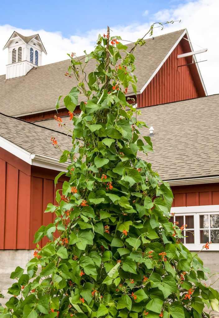 All-in-One Vine Teepee Variety Pack - SeedsNow.com - *Variety Packs