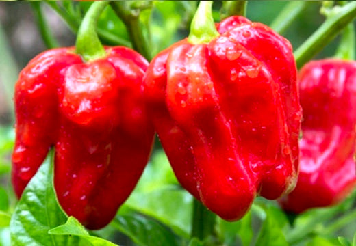 All-in-One Hottest Peppers š„µš„š¶ļø Variety Pack
