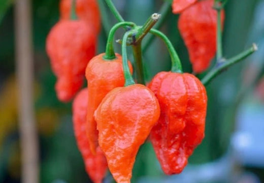 All-in-One Hottest Peppers š„µš„š¶ļø Variety Pack