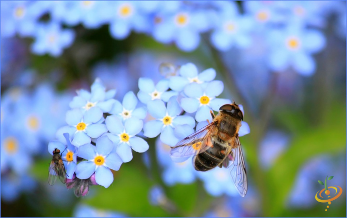 Close-up of blue wildflowers with a bee and a small fly on the petals in a partial shade garden setting