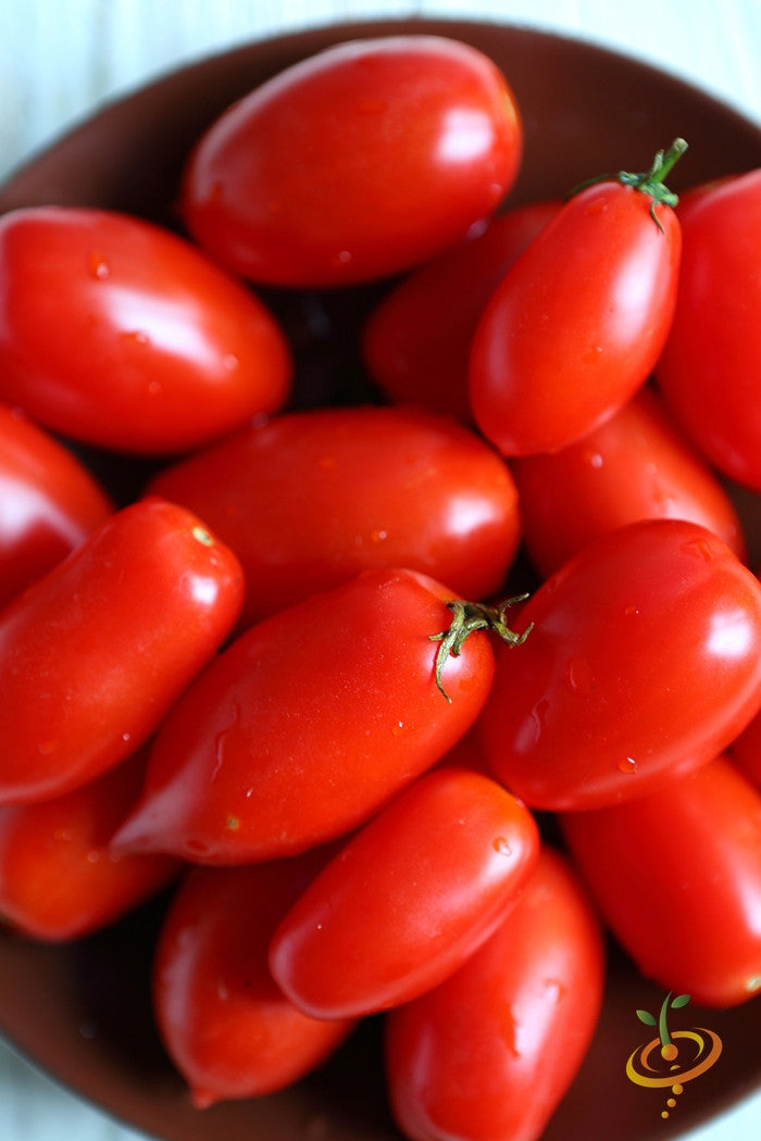 Healthy tomato plant with ripe red Rio Grande determinate tomatoes on the vine, grown from SeedsNow Rio Grande seeds.