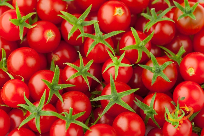 Close-up of bright red Tomato Tiny Tim cherry tomatoes with green stems