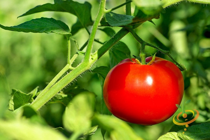 Healthy VR Moscow determinate tomato plant with ripe tomatoes, grown from SeedsNow seeds, ready for harvest.