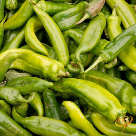 Pepper (Hot) - Anaheim Chili π₯ - SeedsNow.com