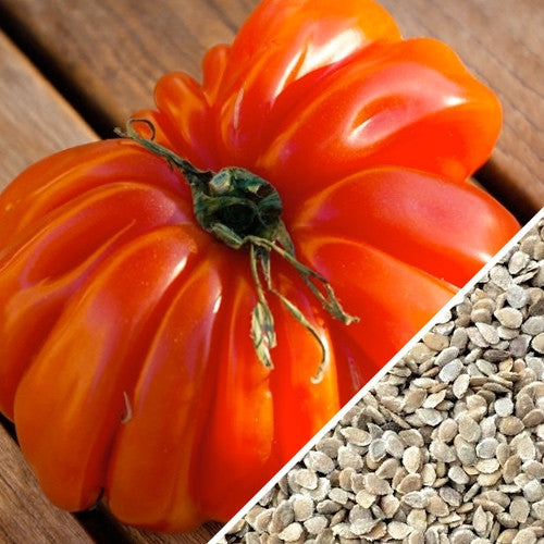 Ponderosa Red Beefsteak tomato seeds from SeedsNow, indeterminate variety with vibrant red, large, juicy tomato fruits.