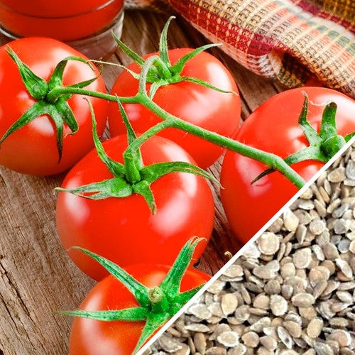 Tomato Bonny Best indeterminate seeds by SeedsNow, showing healthy tomato seed packets on a white background.