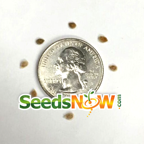Red cherry tomato seeds from SeedsNow, large indeterminate variety, ideal for home garden planting