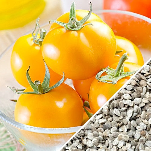 Healthy indeterminate Jubilee tomato plant with ripe red tomatoes on the vine, grown from SeedsNow seeds.