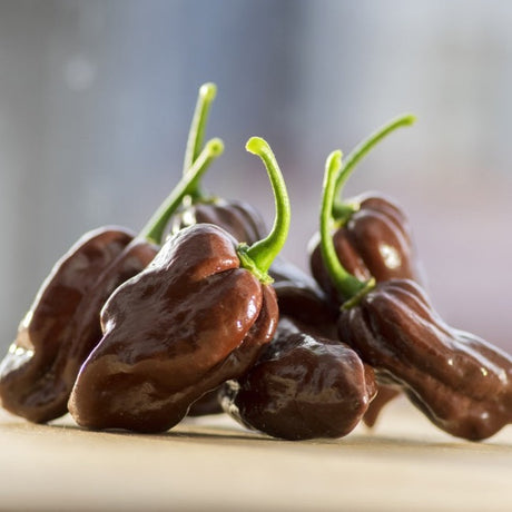 Pepper (Hot) - Habanero, Chocolate  π₯π₯π₯π₯π₯ - SeedsNow.com