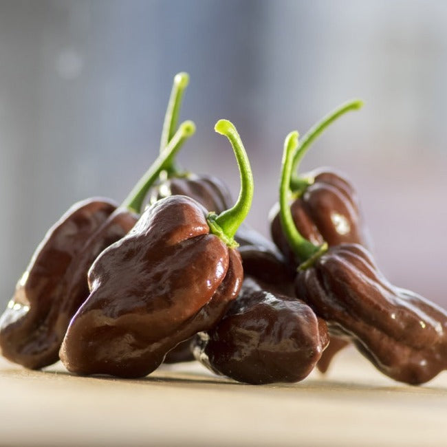 Pepper (Hot) - Habanero, Chocolate š„š„š„š„š„ - SeedsNow.com