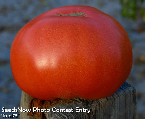 Healthy tomato plant grown from SeedsNow Floradade determinate tomato seeds, showcasing ripe red tomatoes on the vine.