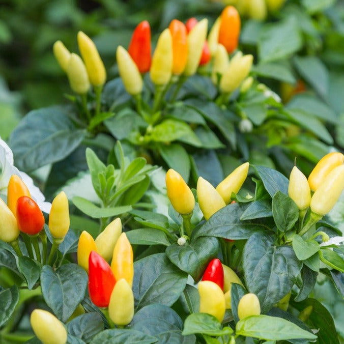 Pepper (Hot) - NuMex, Twilight π₯π₯π₯ (HYBRID) - SeedsNow.com