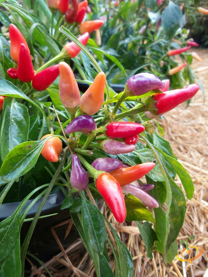 Pepper (Hot) - NuMex, Twilight π₯π₯π₯ (HYBRID) - SeedsNow.com