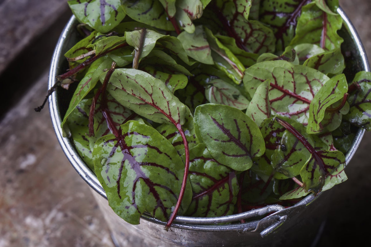Red vein sorrel seeds from SeedsNow, showing fresh green leaves with red-veined foliage on a garden background.