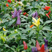 Pepper (Hot) - Firecracker ๐ฅ๐ฅ๐ฅ - SeedsNow.com
