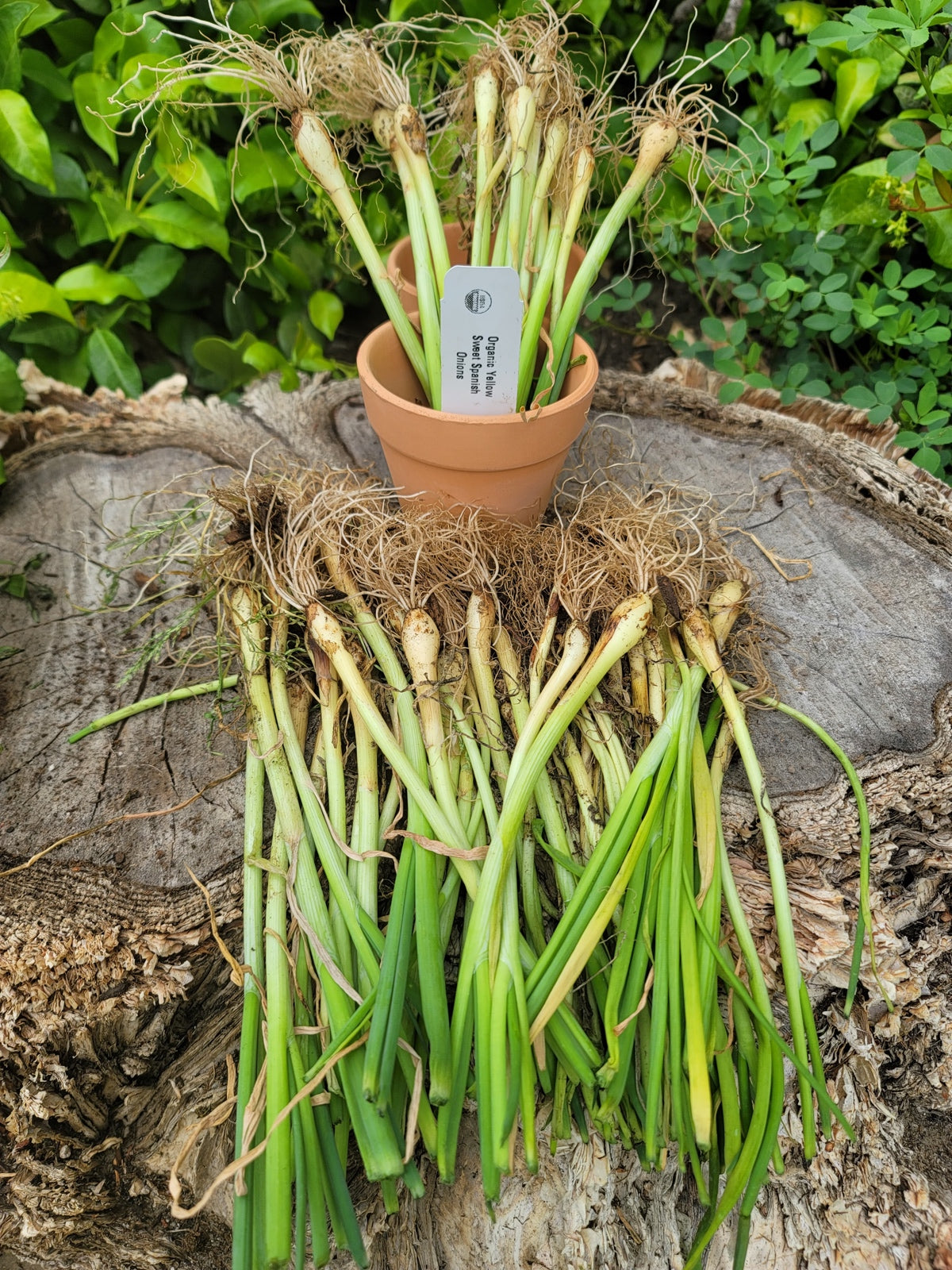 Onion Transplants