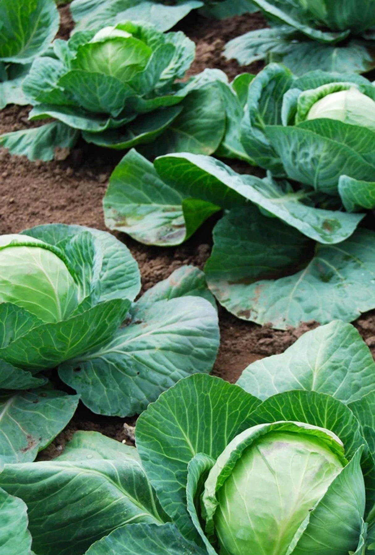 All Cabbage Seeds