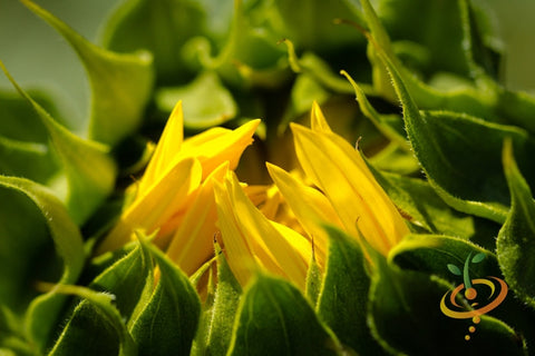 *FREE* Sunspot (Dwarf) Sunflower Seed Kit with any-size order