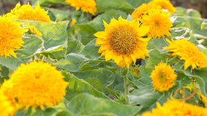 *FREE* Sunspot (Dwarf) Sunflower Seed Kit with any-size order