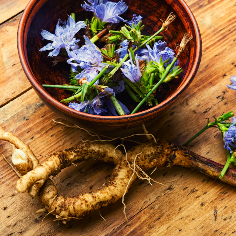Chicory - Common