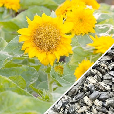 *FREE* Sunspot (Dwarf) Sunflower Seed Kit with any-size order