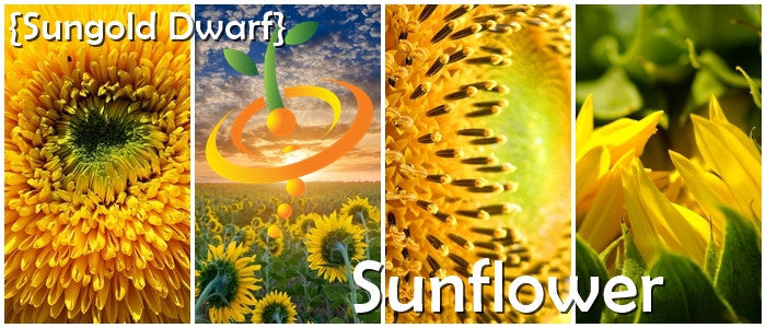 *FREE* Sunspot (Dwarf) Sunflower Seed Kit with any-size order