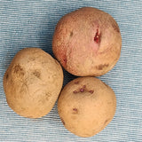 Potato (Mid-Season) - Norland, Dark Red (Organic rounds) *pre-order*
