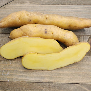 Potato, Fingerling (Late-Season) - Russian Banana (Organic) - SeedsNow.com - Potato Seed