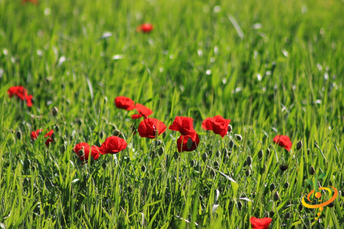 Wildflowers - Hummingbird & Butterfly Scatter Garden Seed Mix - SeedsNow.com