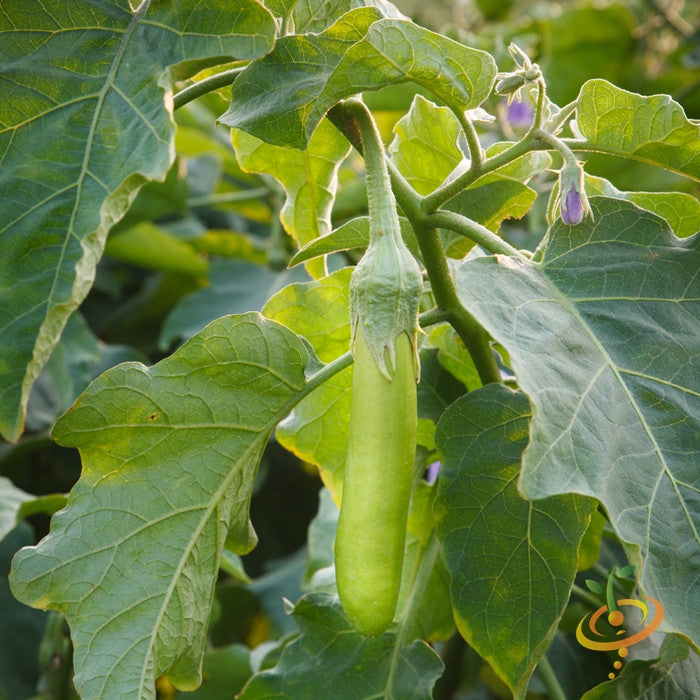 Eggplant - Long Green Louisiana.