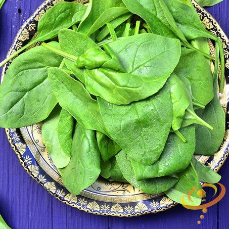 Spinach - Noble Giant - SeedsNow.com