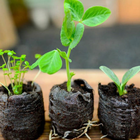 Close-up of young seedlings growing in soil pods from a seed starter kit