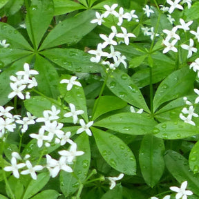 Sweet Woodruff, Sweet-vanilla Scented Bedstraw, seeds to buy online from the USA! Shade-loving perennial herb. Open-pollinated, USA-quality, Heirloom, NON-GMO organic seeds & more!  Buy Sweet Woodruff (Galium odoratum) seeds for sale online in the USA!