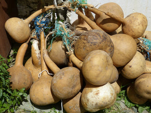 Gourd - Dipper, Long Handle - SeedsNow.com