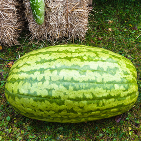 Fresh watermelon with Carolina Cross seeds from SeedsNow, showing ripe, green-striped fruit ready to harvest.