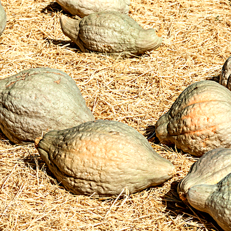 Squash (Winter) - Hubbard, Chicago Warted - SeedsNow.com