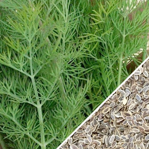 Dill - Bouquet.