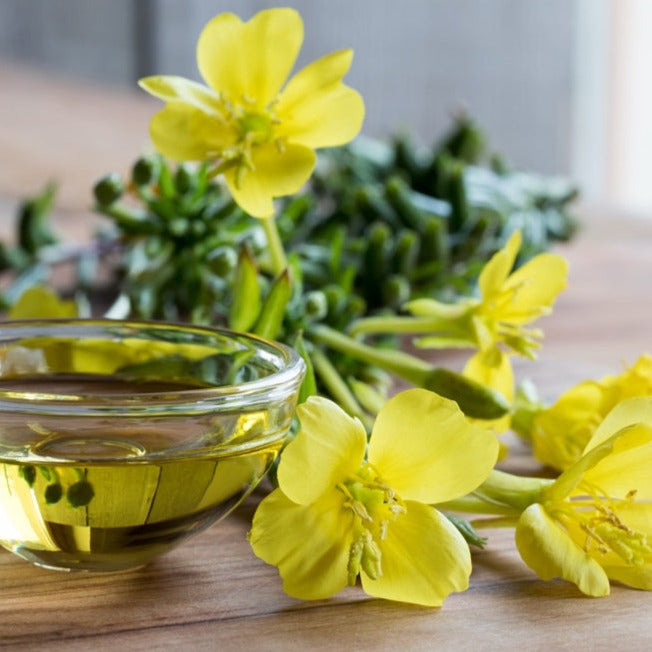 Flowers - Evening Primrose (King’s Cure-All) - SeedsNow.com