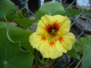 Nasturtium - Peach Melba - SeedsNow.com