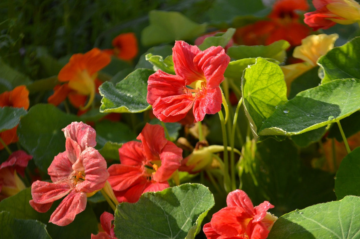 Nasturtium - Whirlybird - SeedsNow.com