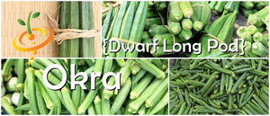 Okra - Dwarf Long Pod.