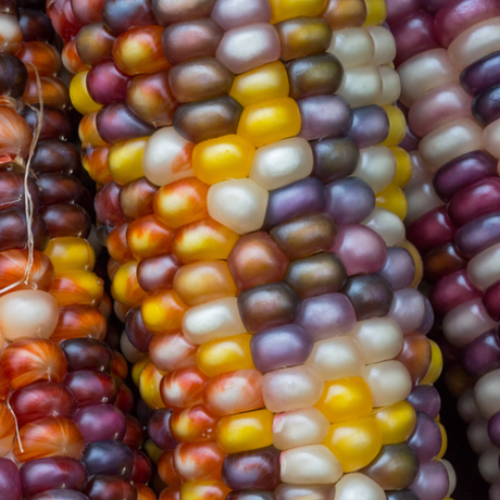 Corn - Rainbow (Organic) - SeedsNow.com