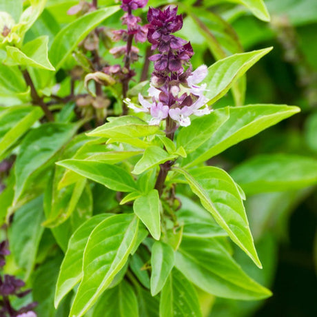 Basil, Cinnamon (Mexican Basil) - SeedsNow.com