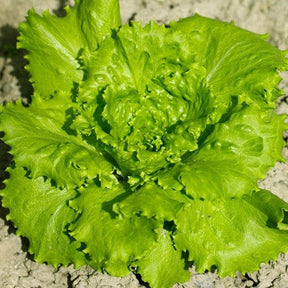 Blonde de Paris lettuce seeds from SeedsNow, small packaging with vibrant green lettuce leaf illustration on the label.