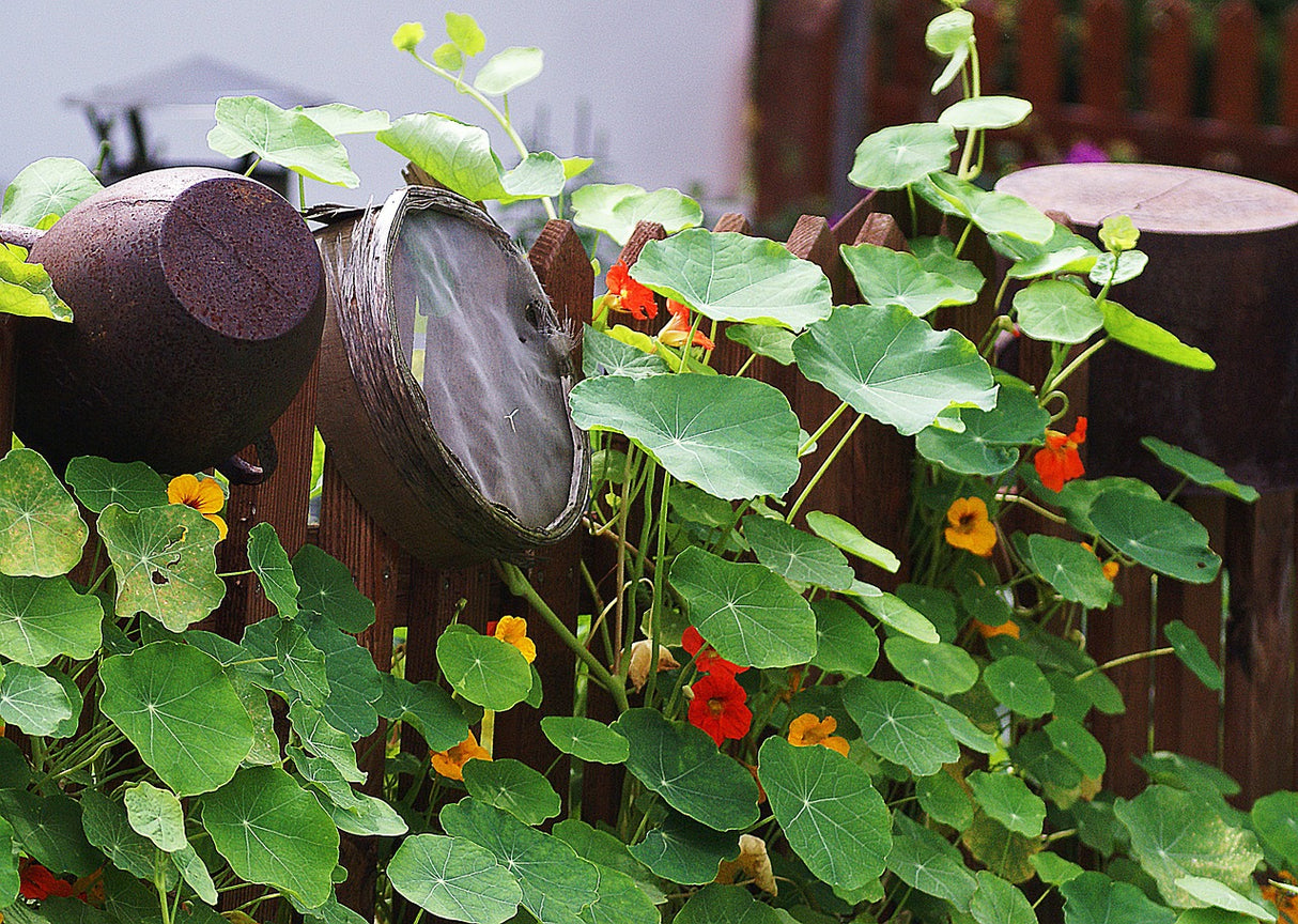 Nasturtium - Tall Trailing Mix - SeedsNow.com